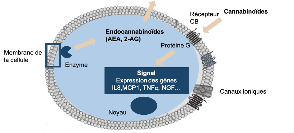 Schéma système endocannabinoide sur LaFleur